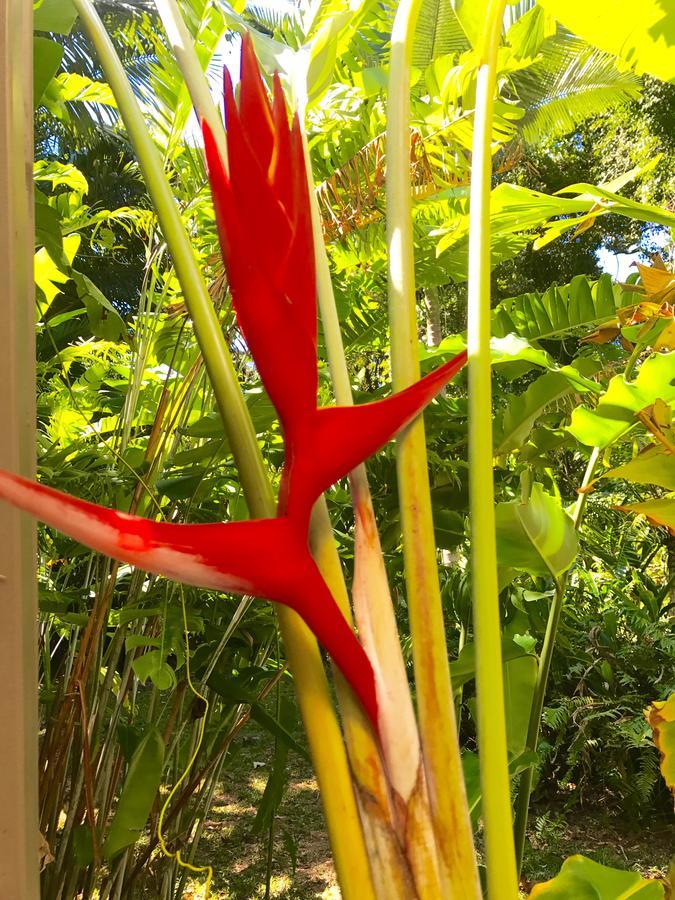 Daintree Magic Holiday House Cow Bay Exterior photo
